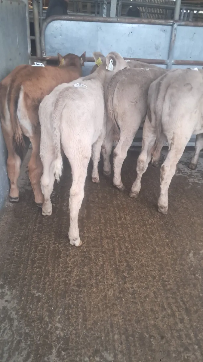 Reared calves - Image 4