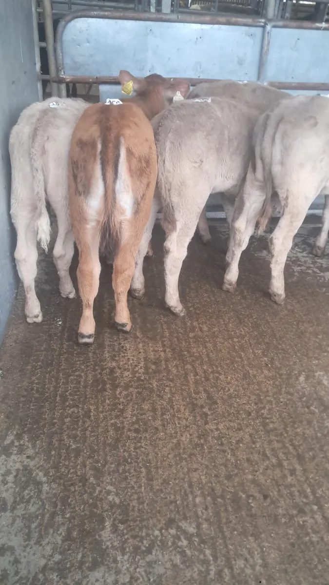 Reared calves - Image 1