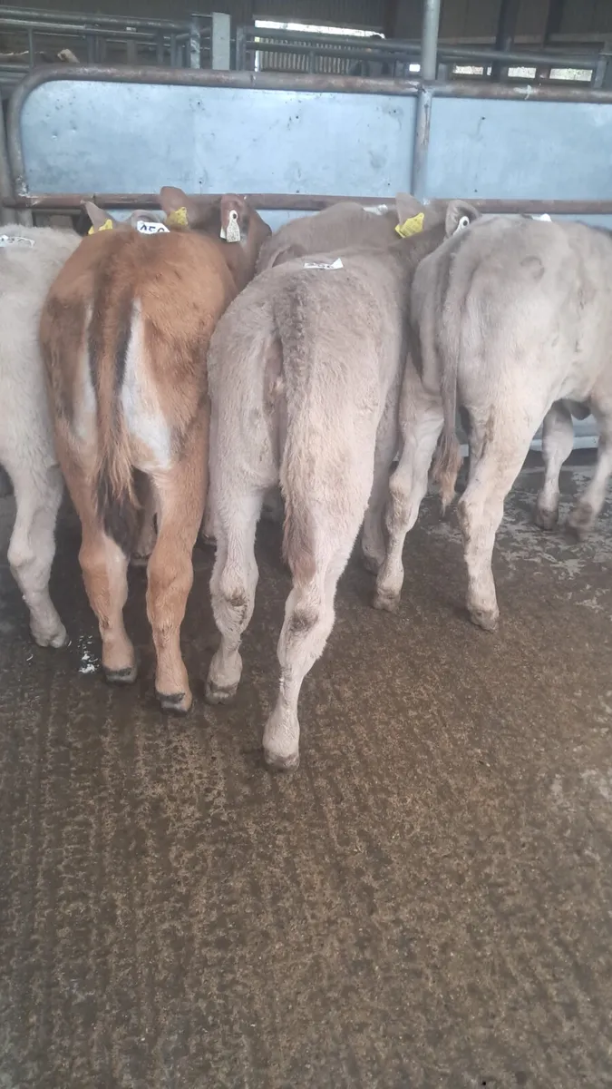 Reared calves - Image 2