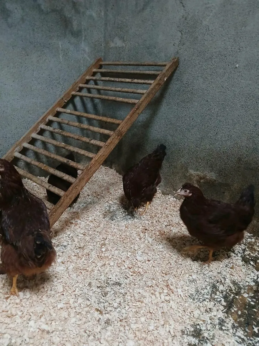 Pullets for sale - Image 3