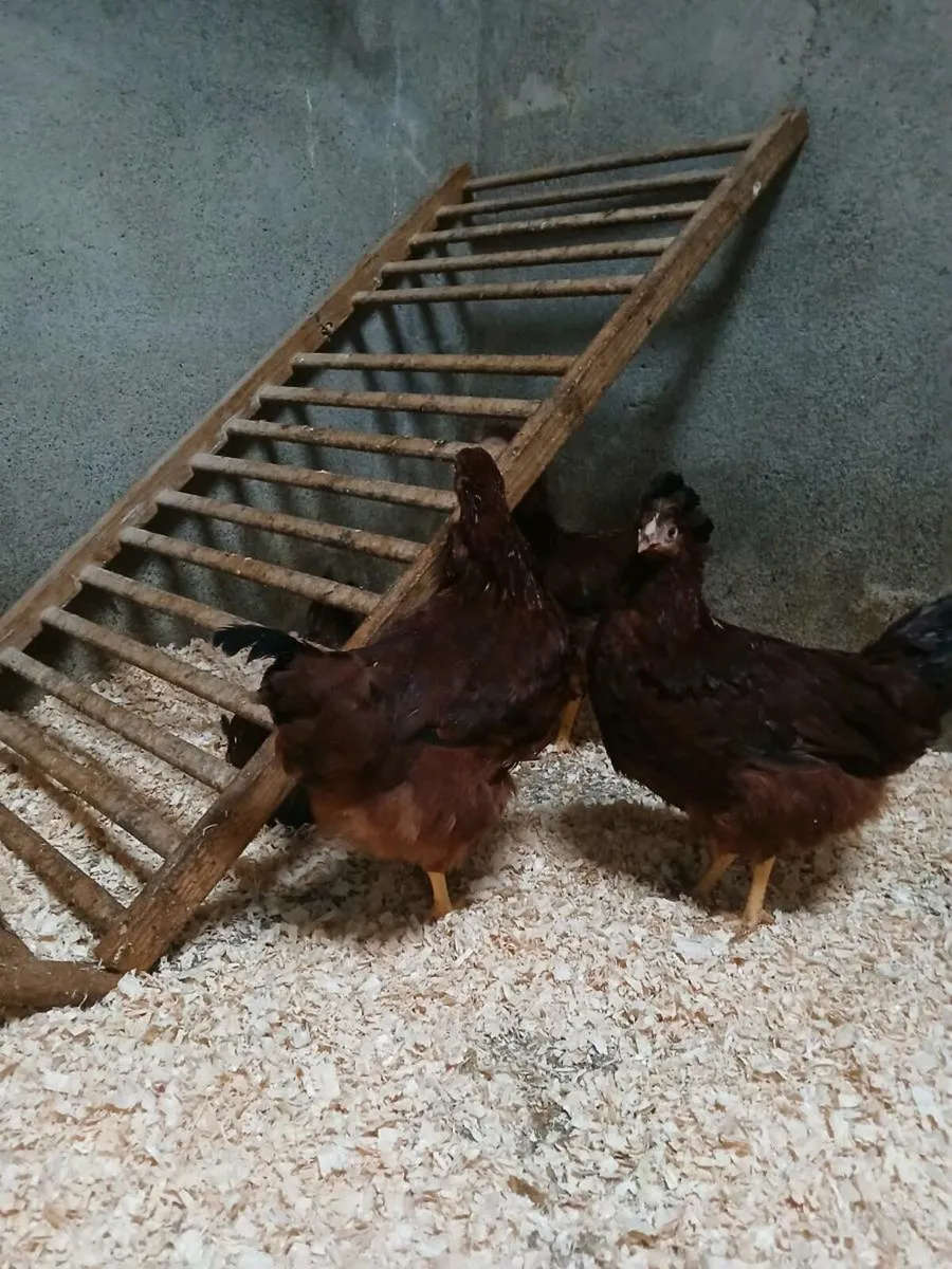 Pullets for sale - Image 1