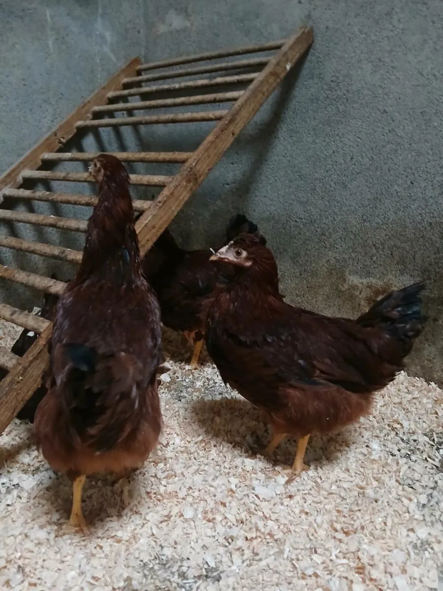 Pullets for sale - Image 2