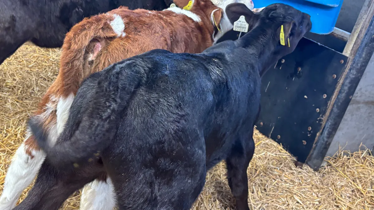 2 Quality Bull Calves - Image 2