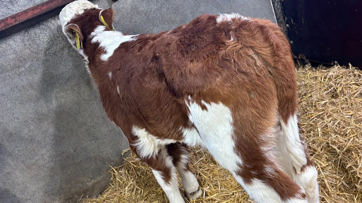 2 Quality Bull Calves - Image 4