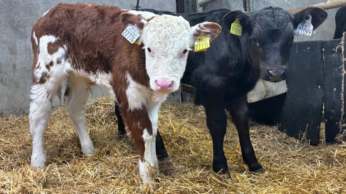2 Quality Bull Calves - Image 1