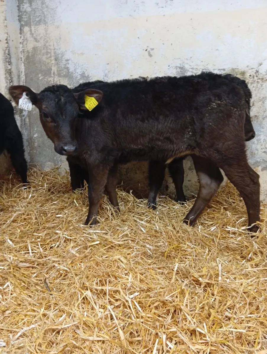 Angus heifers and Hereford heifers - Image 4