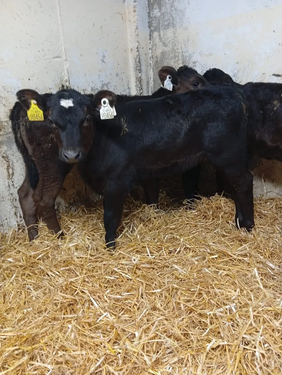 Calf - Image 1