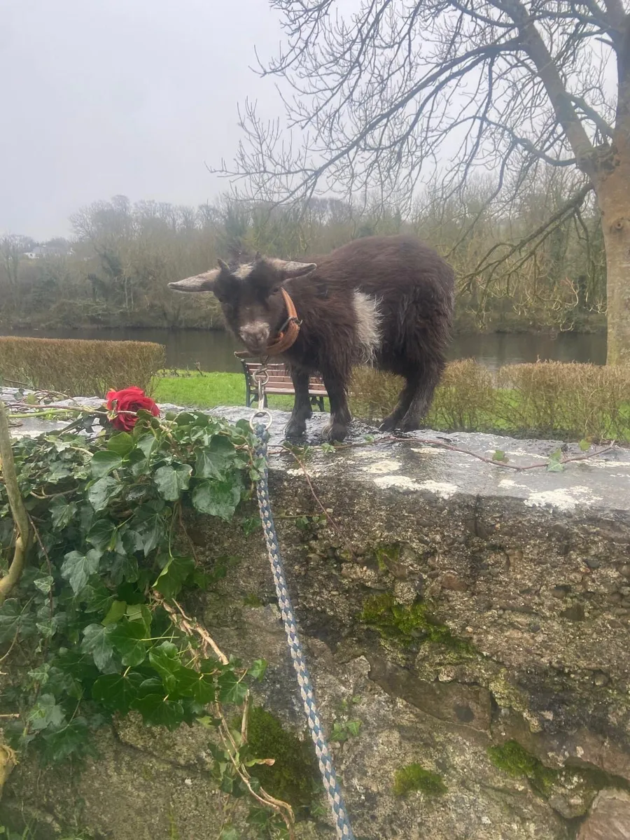 Pygmy castrated male pet - Image 1