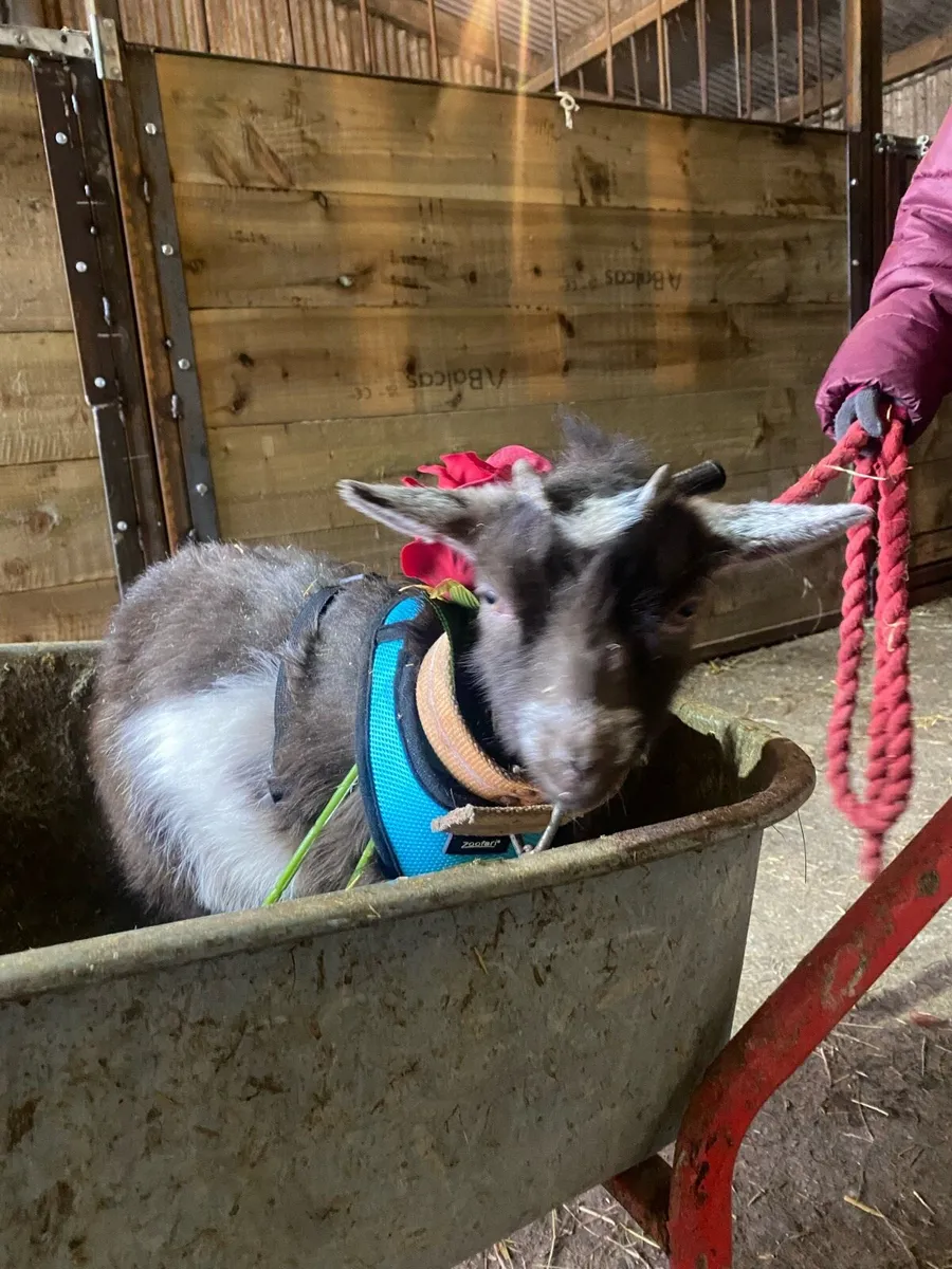 Pygmy castrated male pet - Image 1
