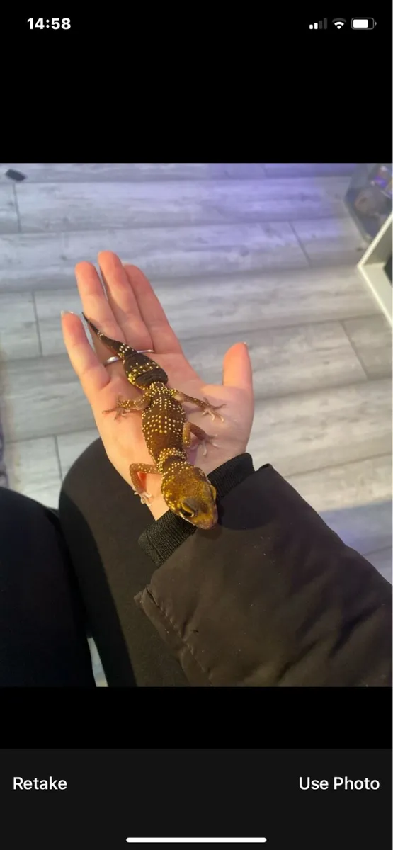 Barking gecko & bearded dragon - Image 1