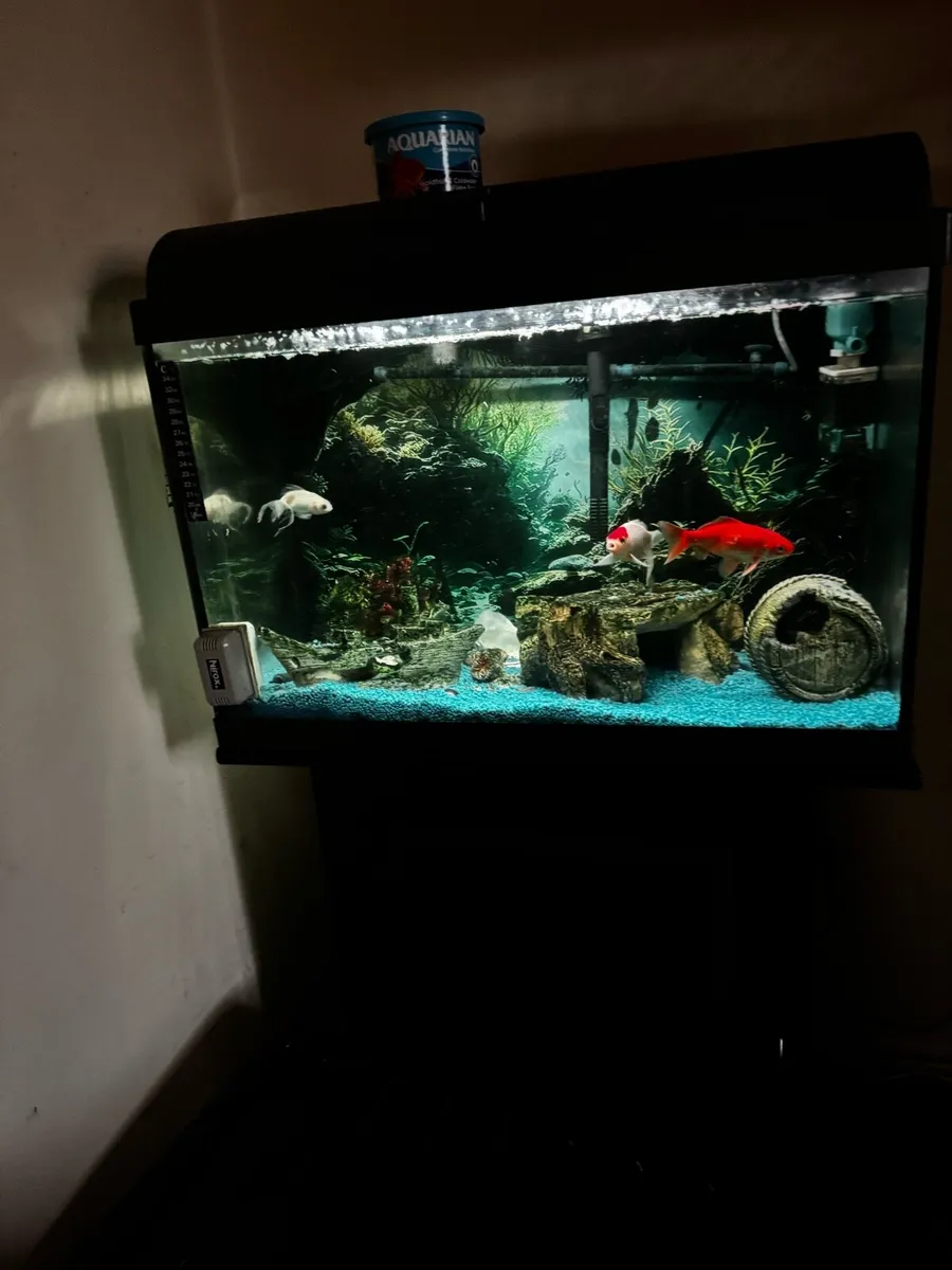 Fish tank - Image 1