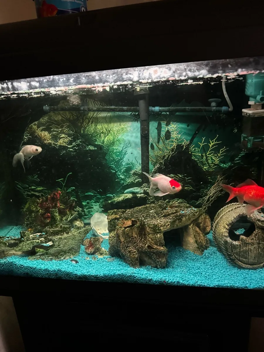 Fish tank - Image 2