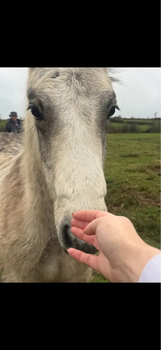 Dun Colt Foal N/N - Image 3