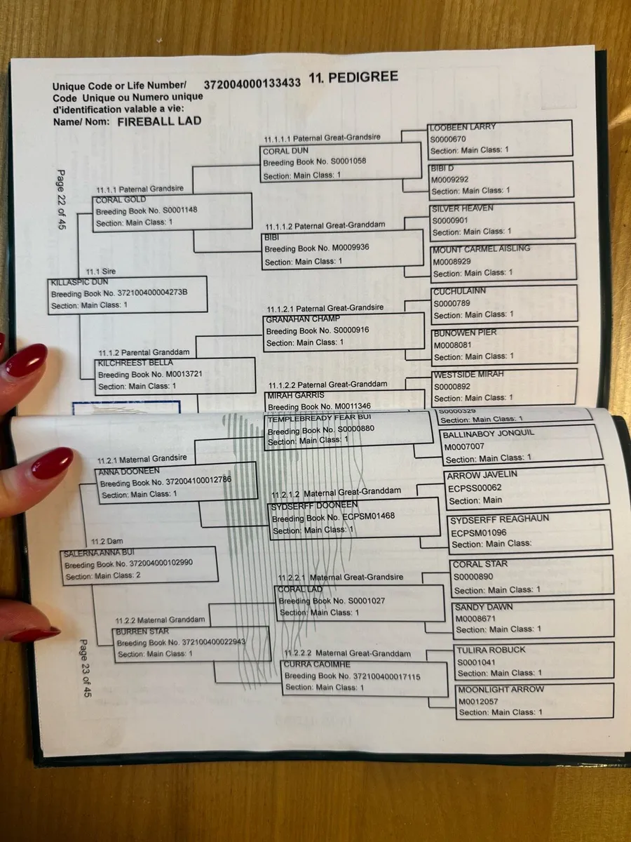 Dun Colt Foal N/N - Image 4