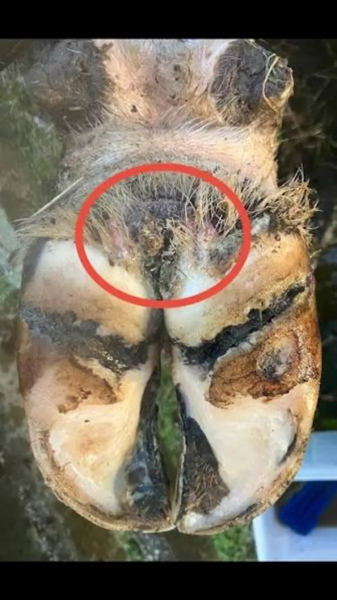 HEALMAX (treatment for Mortellaro and Footrot) - Image 3