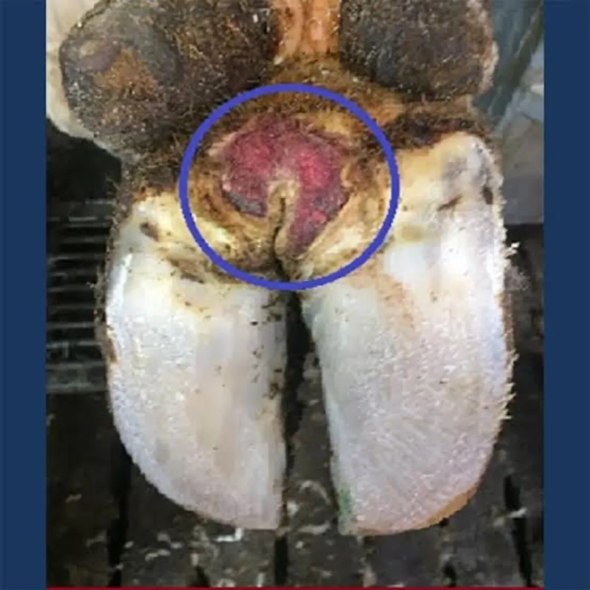 HEALMAX (treatment for Mortellaro and Footrot) - Image 4