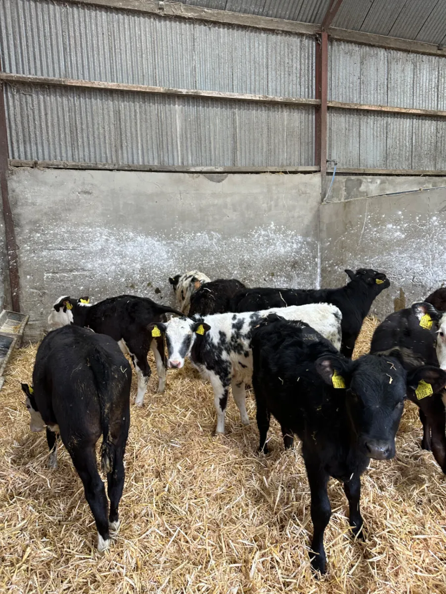 Heifers - Image 2