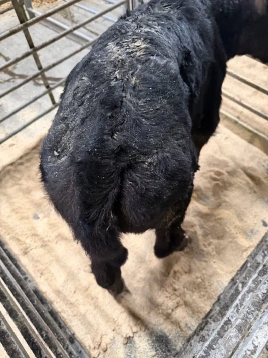 Aberdeen Angus Heifers from Freisian cows - Image 2