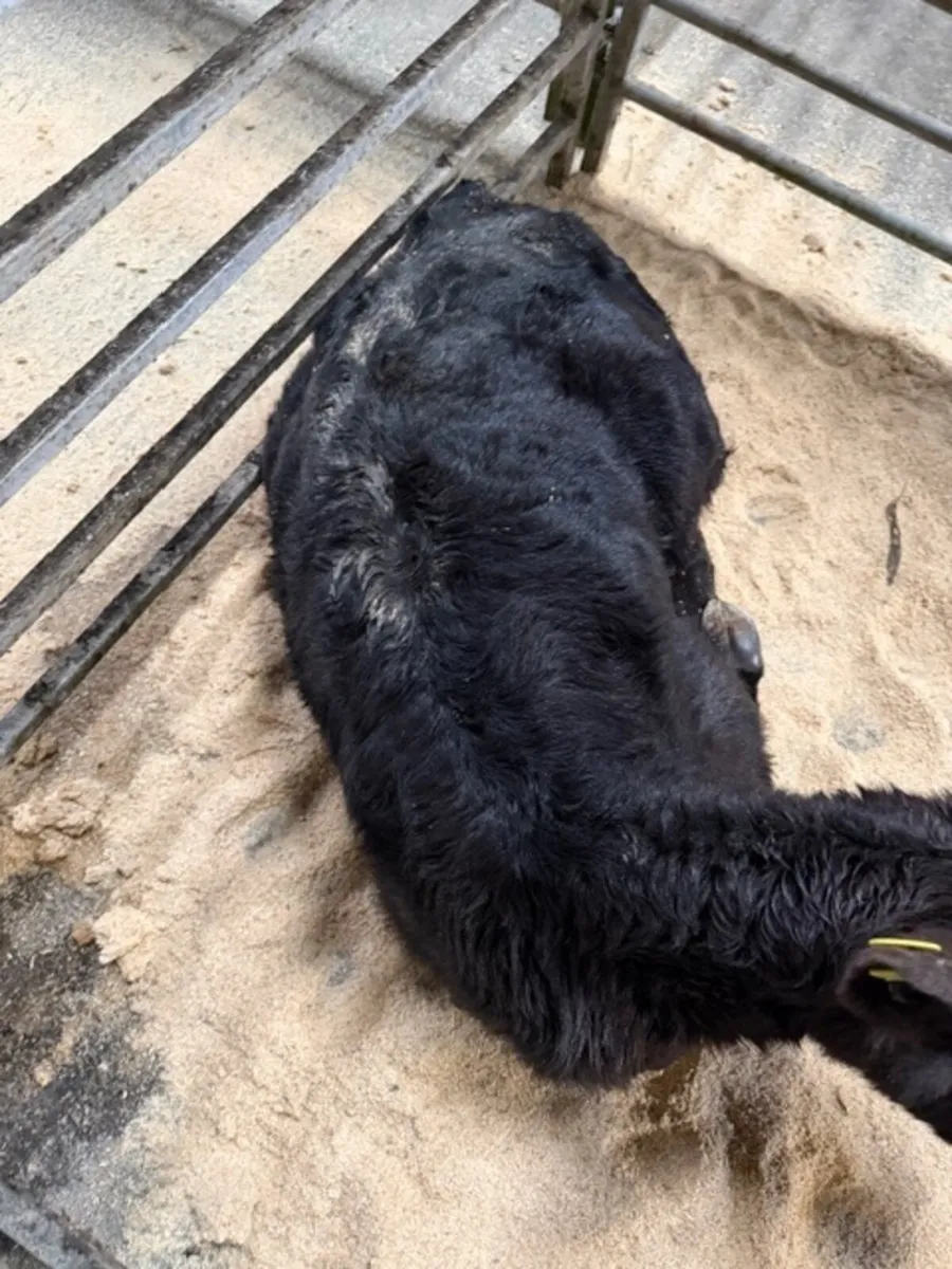 Aberdeen Angus Heifers from Freisian cows - Image 1