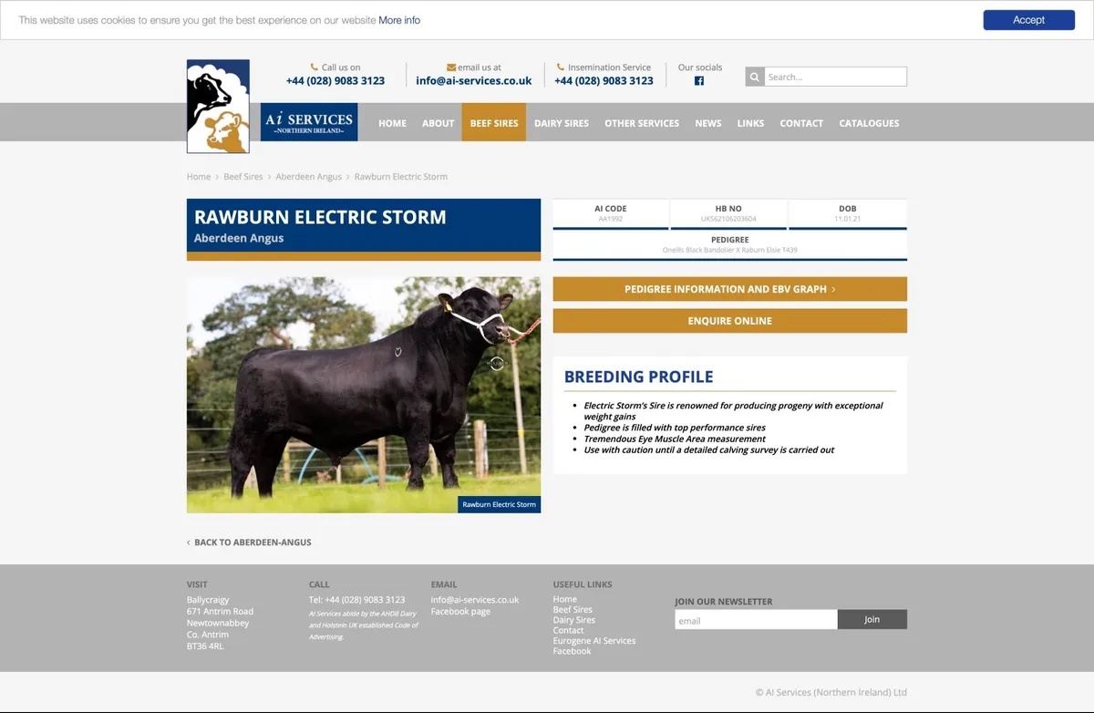 Aberdeen Angus Heifers from Freisian cows - Image 3