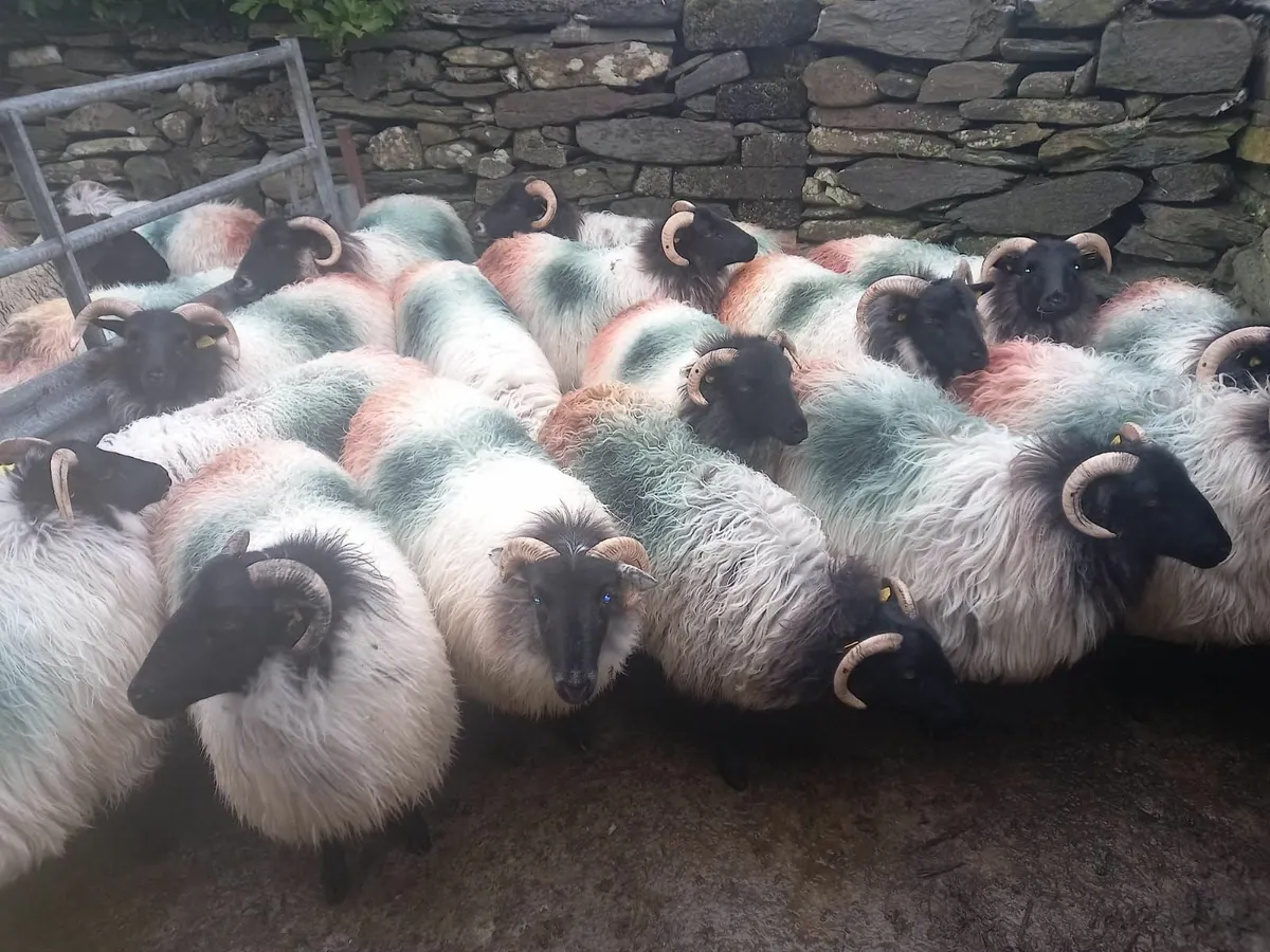 Missing Sheep (Drummin Area) - Image 1