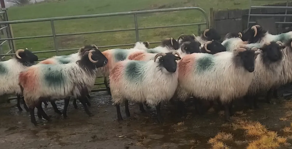 Missing Sheep (Drummin Area) - Image 2