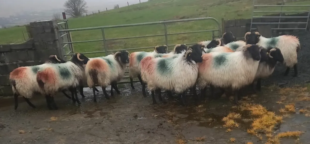 Missing Sheep (Drummin Area) - Image 3