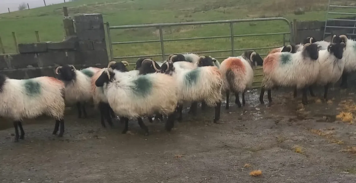 Missing Sheep (Drummin Area) - Image 4