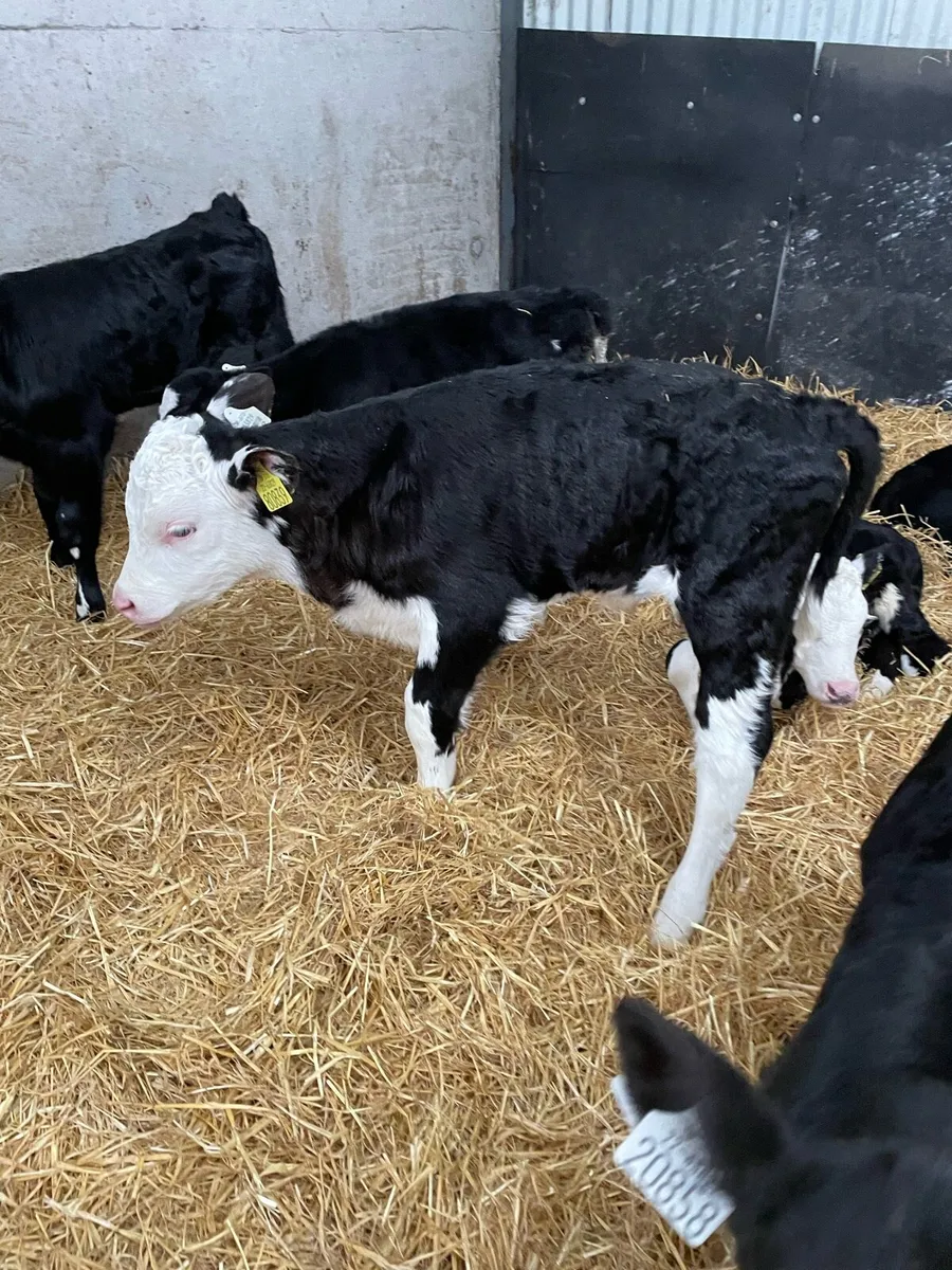 Calves - Image 3