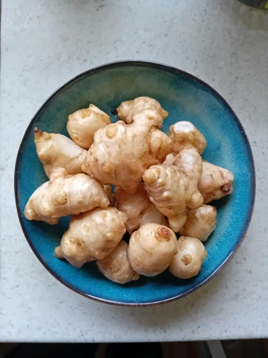 Jerusalem artichokes. Freshly dug.