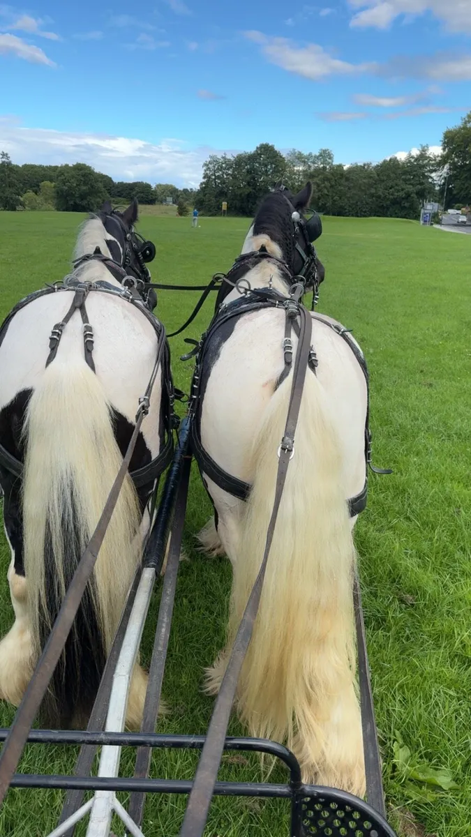 Horse shoe bucket pair harness - Image 2