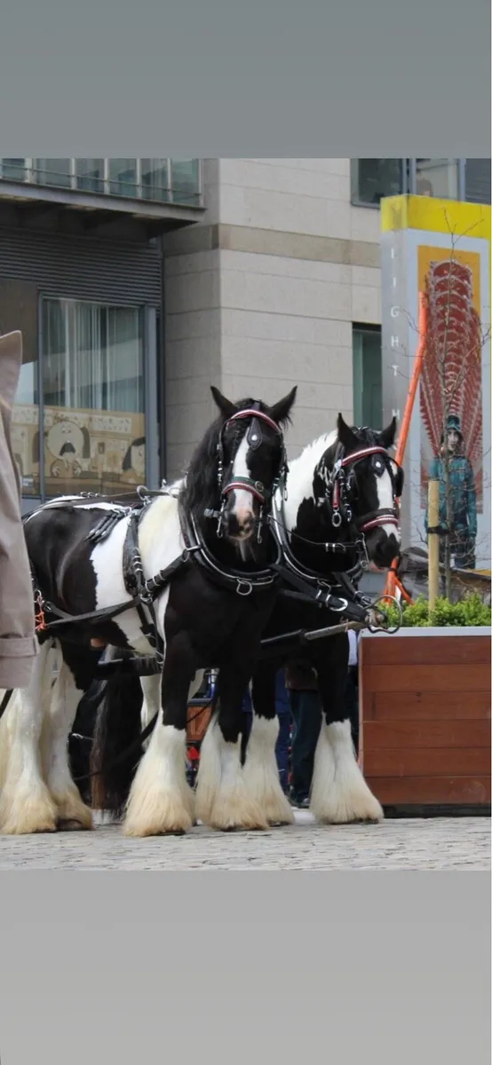 Horse shoe bucket pair harness - Image 3