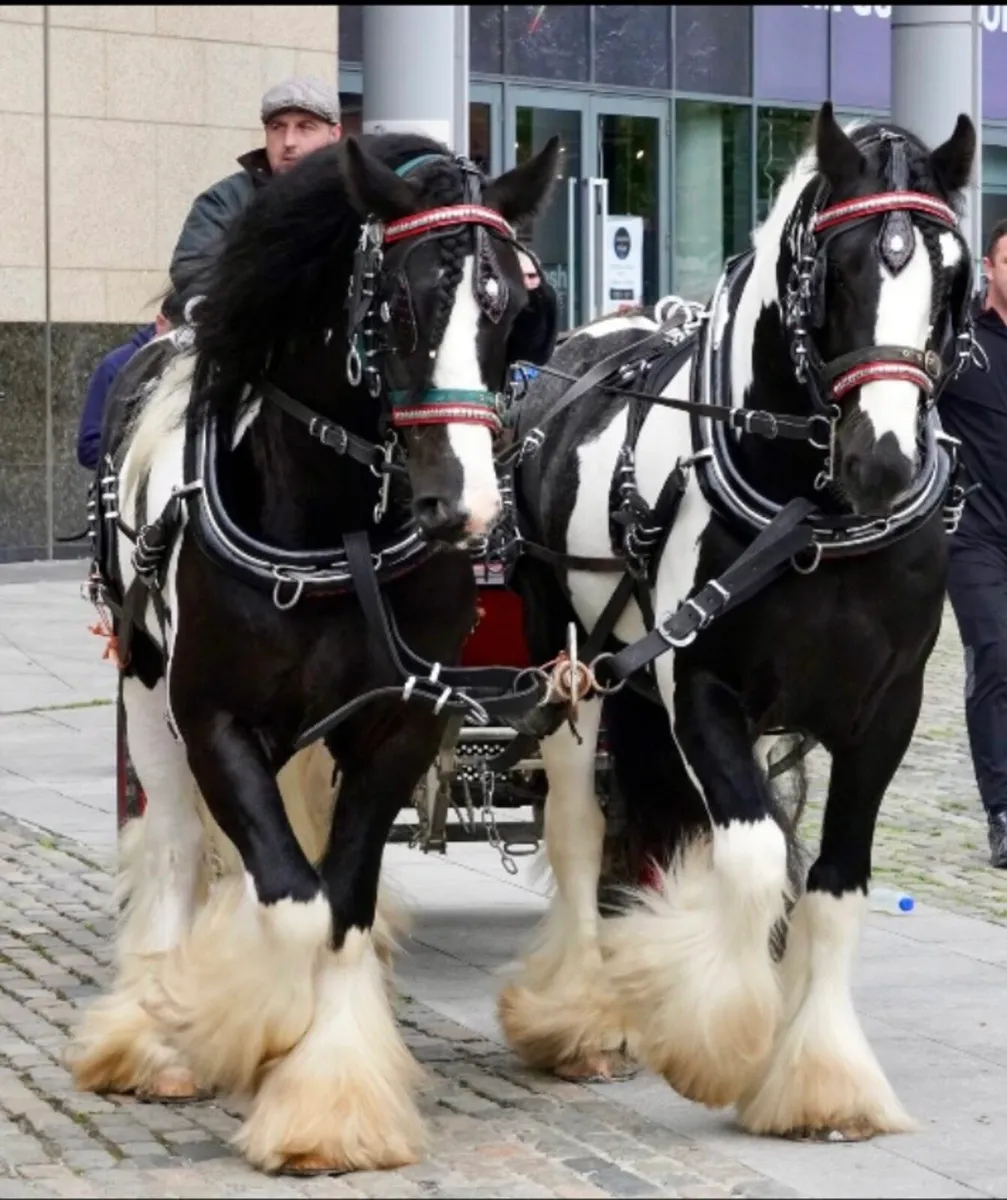 Horse shoe bucket pair harness - Image 4
