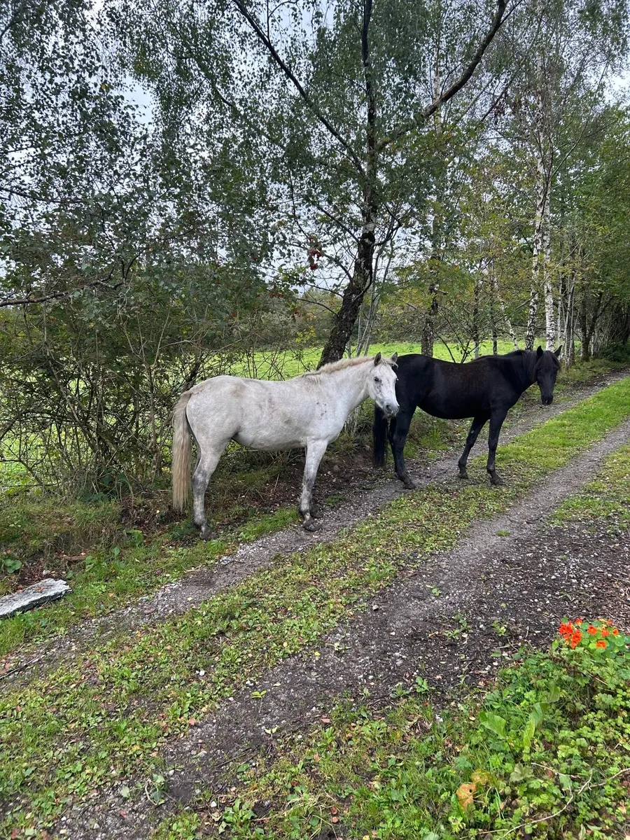 3 year old Connemara filly - Image 4