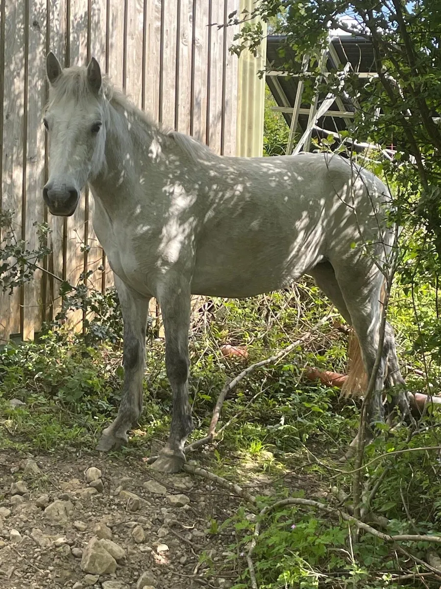 3 year old Connemara filly - Image 2