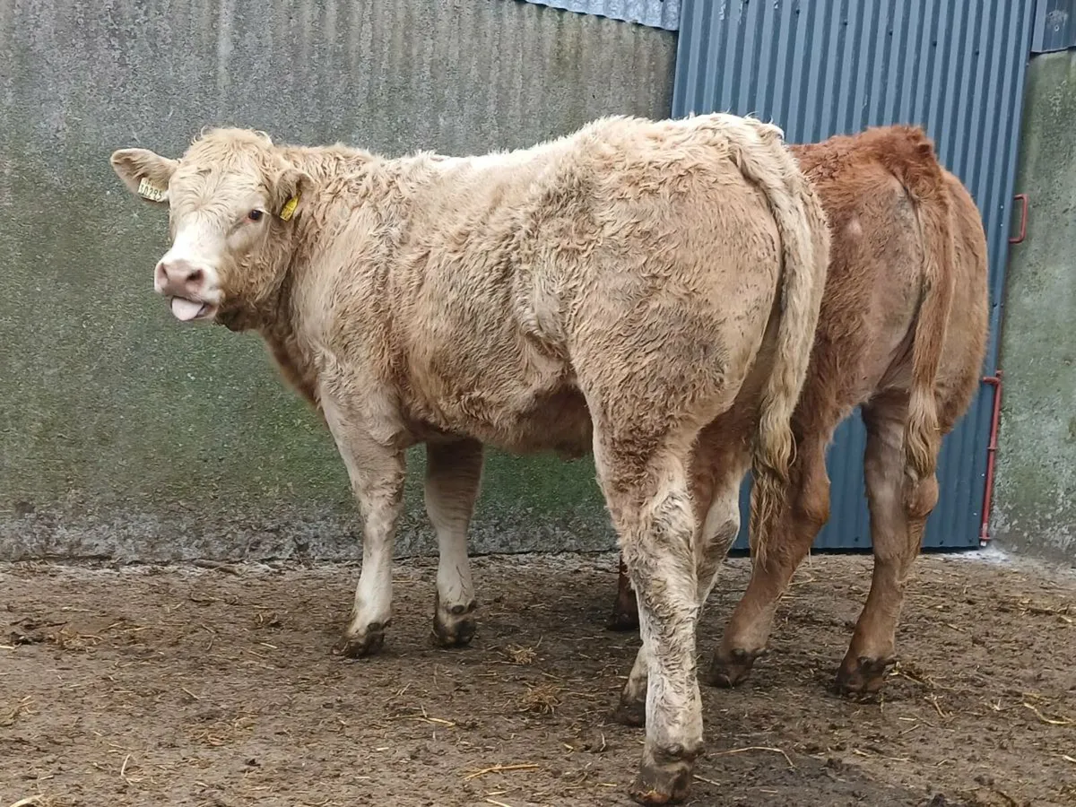 10 Super 400kg Charollais Heifers - Image 1