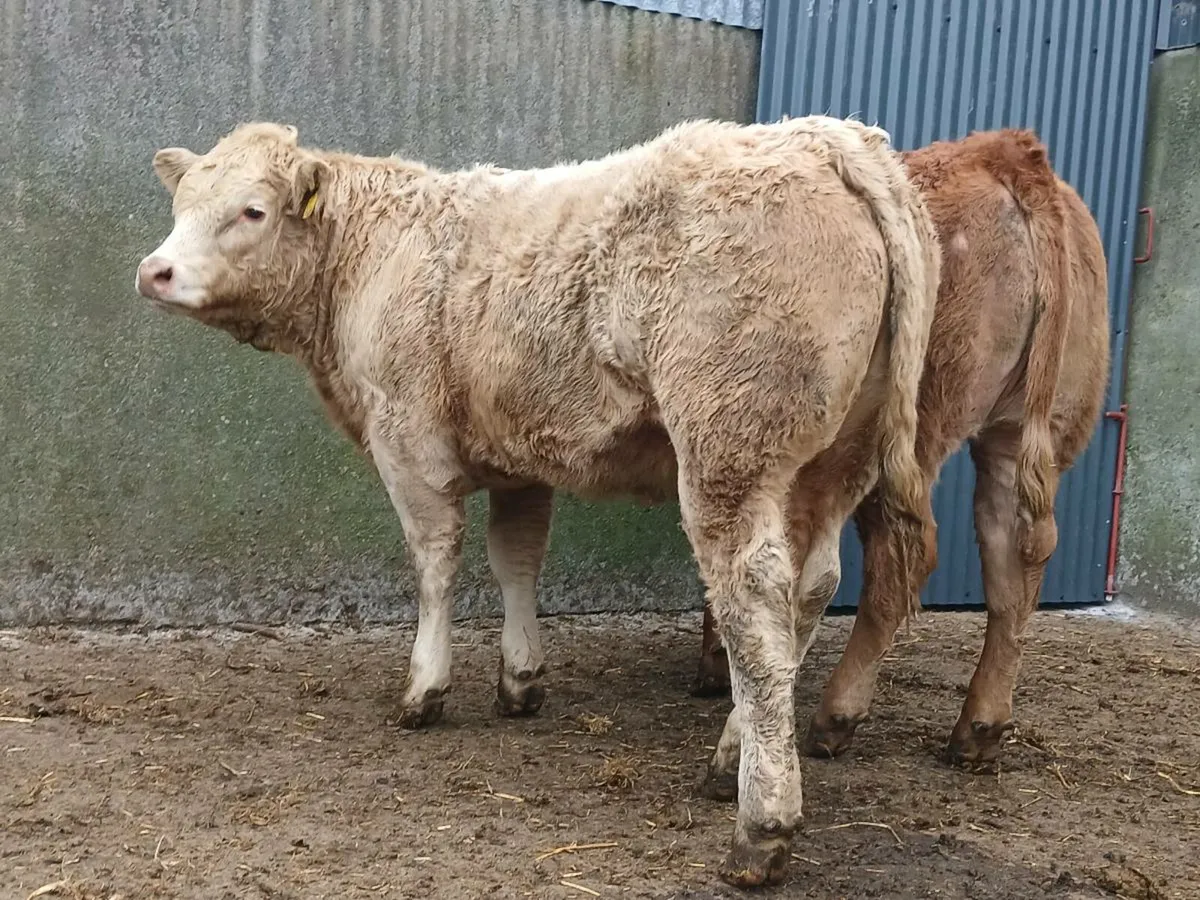 10 Super 400kg Charollais Heifers - Image 2