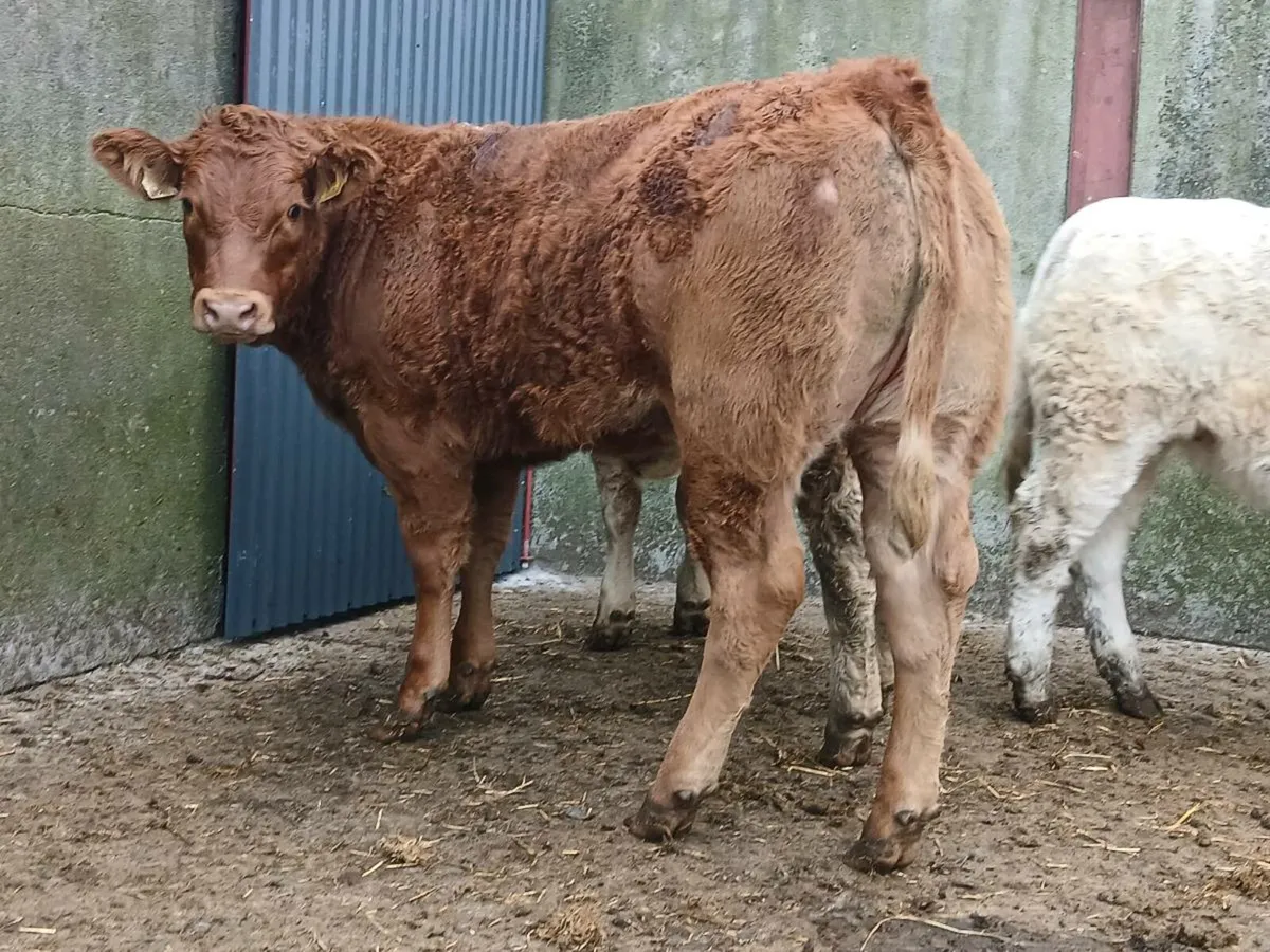 10 Super 400kg Charollais Heifers - Image 3