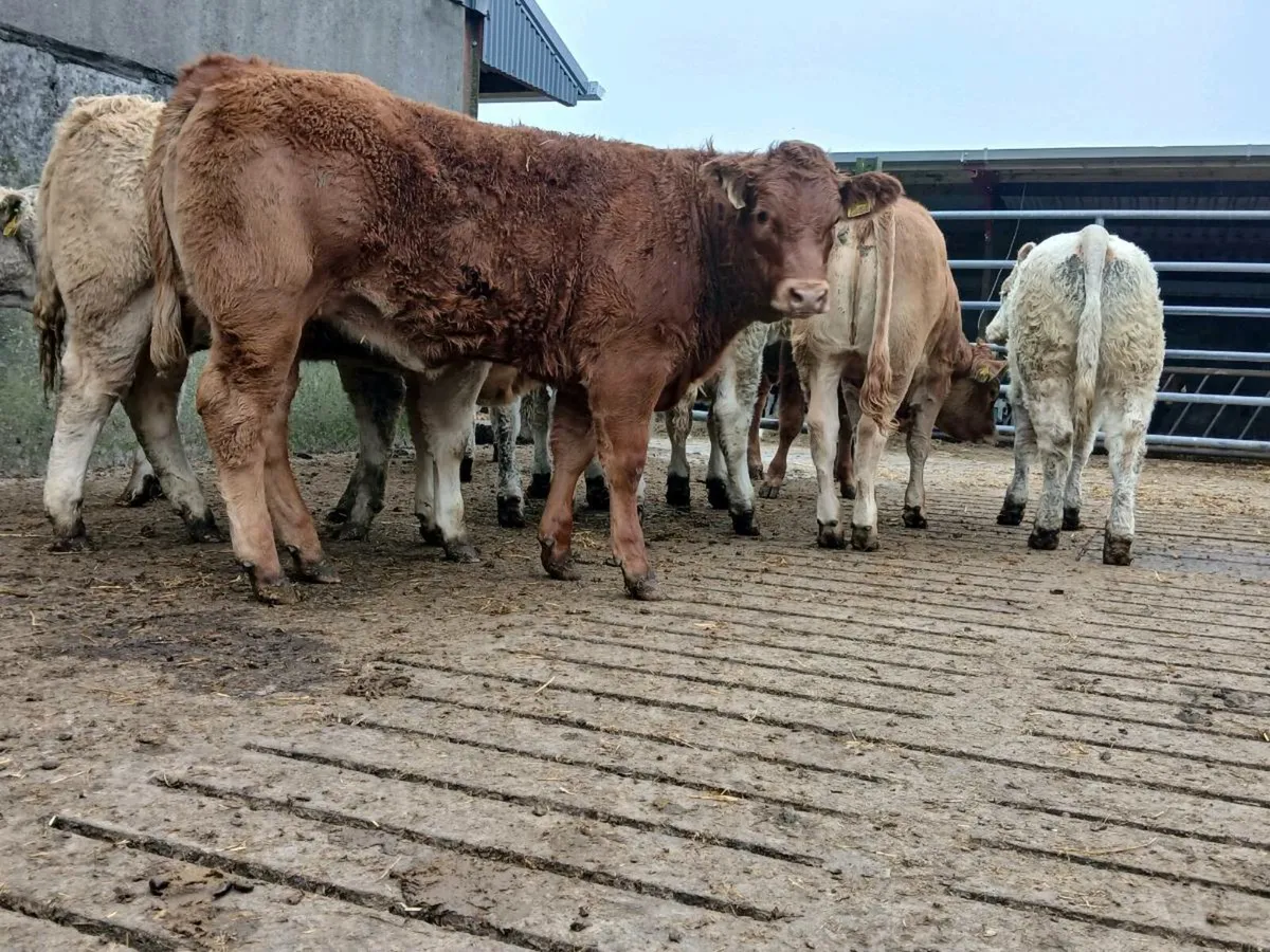 10 Super 400kg Charollais Heifers - Image 4