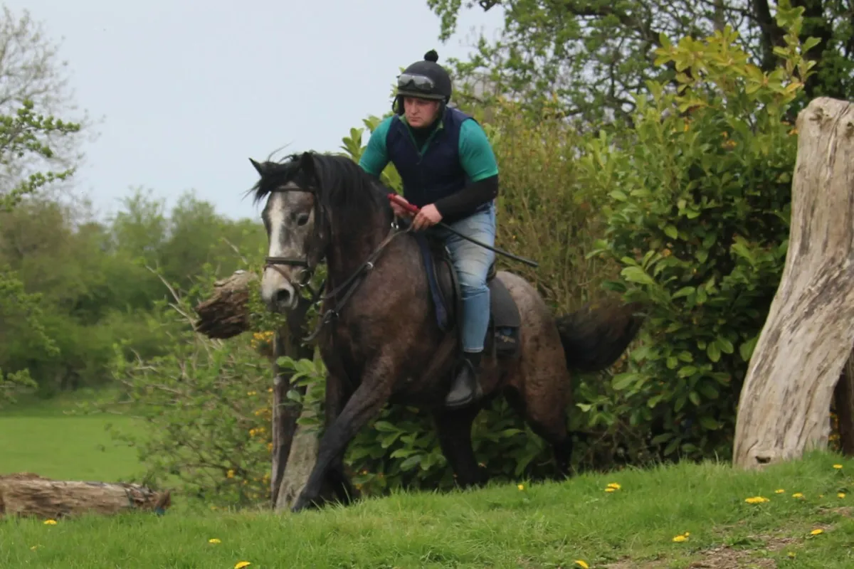 15.1h Connemara x ID grey gelding - Image 3