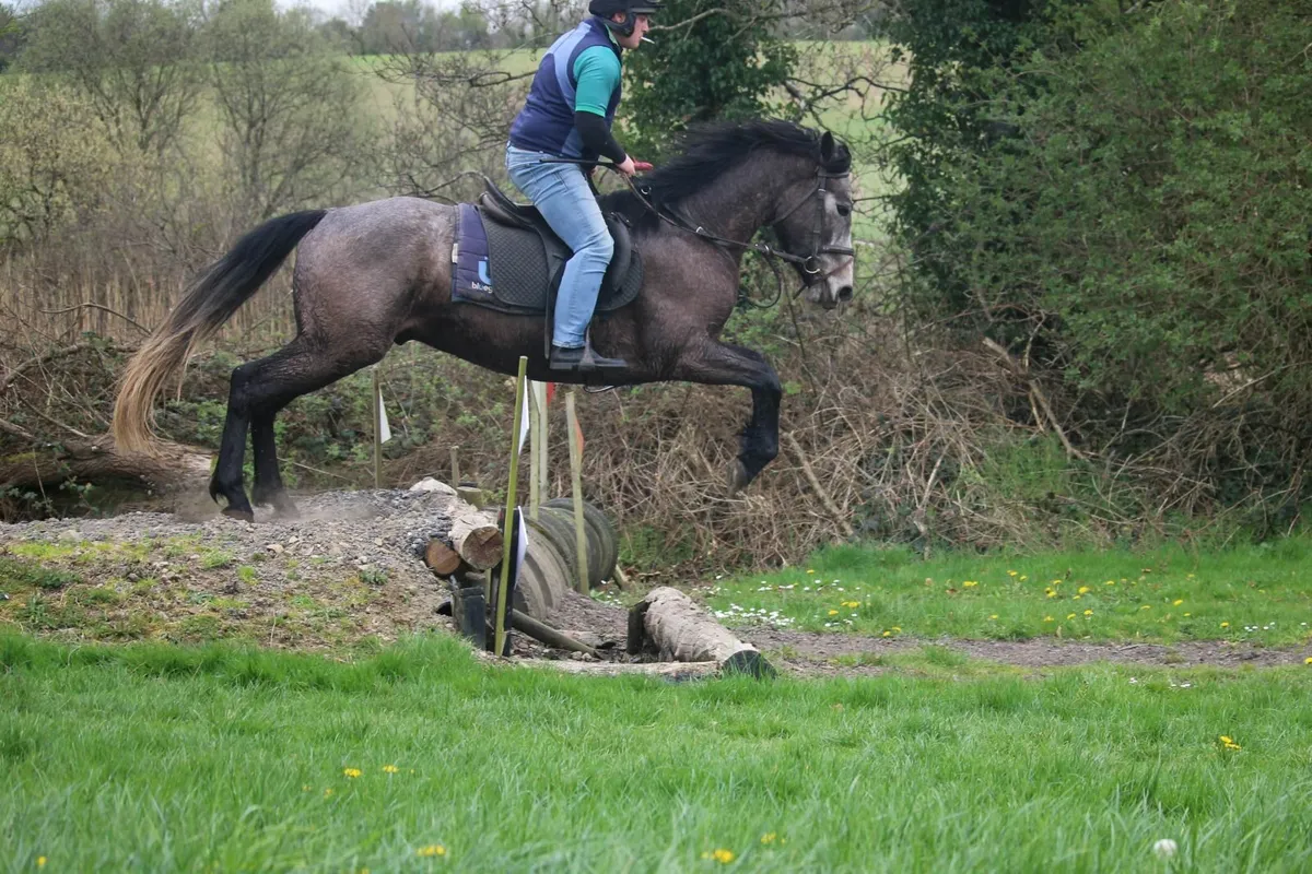 15.1h Connemara x ID grey gelding - Image 1