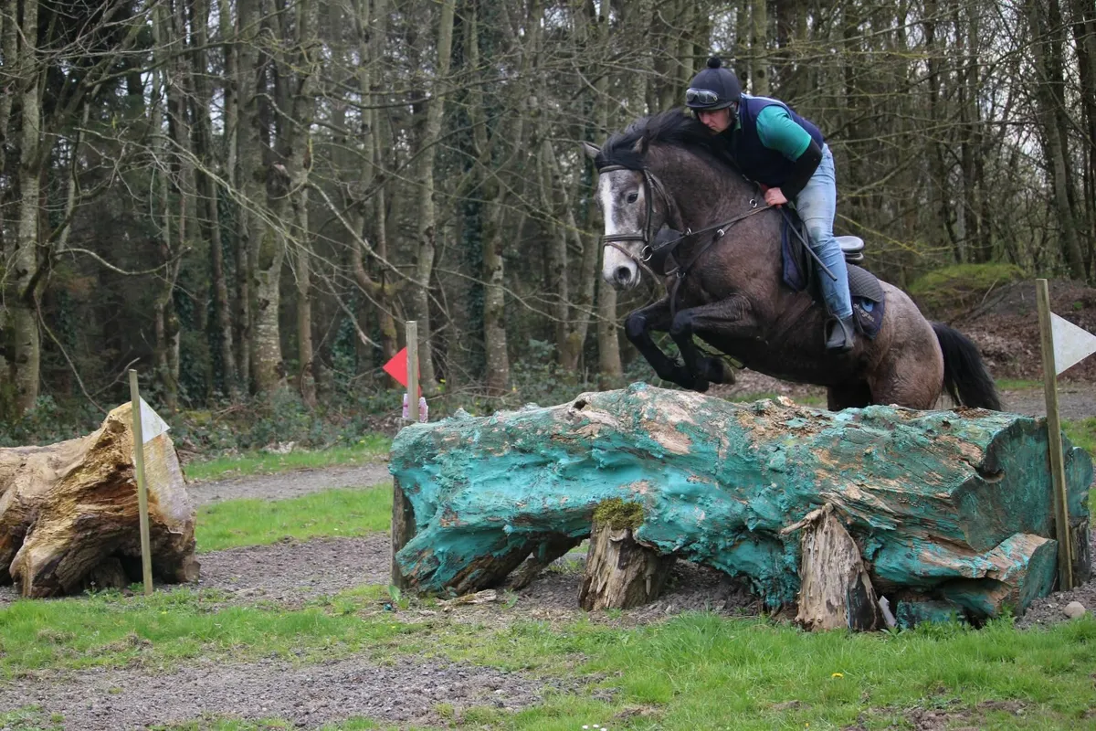 15.1h Connemara x ID grey gelding - Image 4