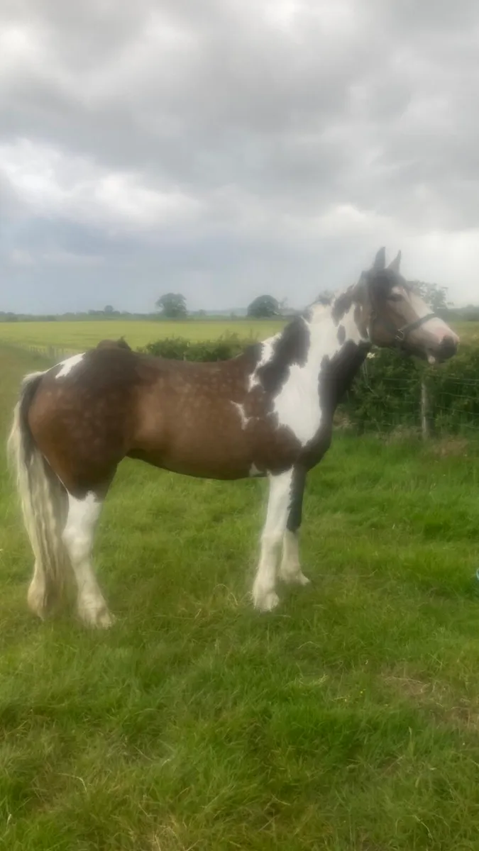 ☘️Irish draught X Cob Mare 15.2 - Image 4