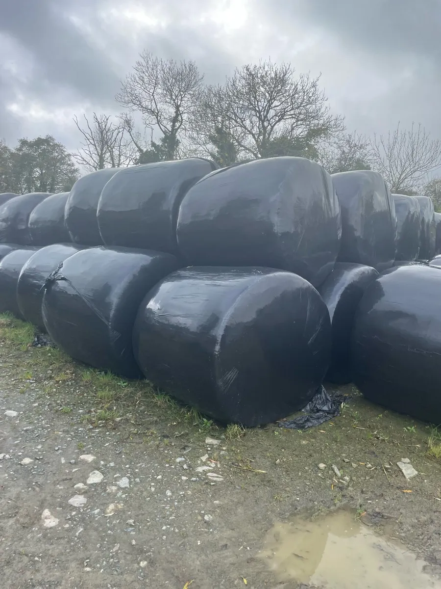 High quality 1st cut silage