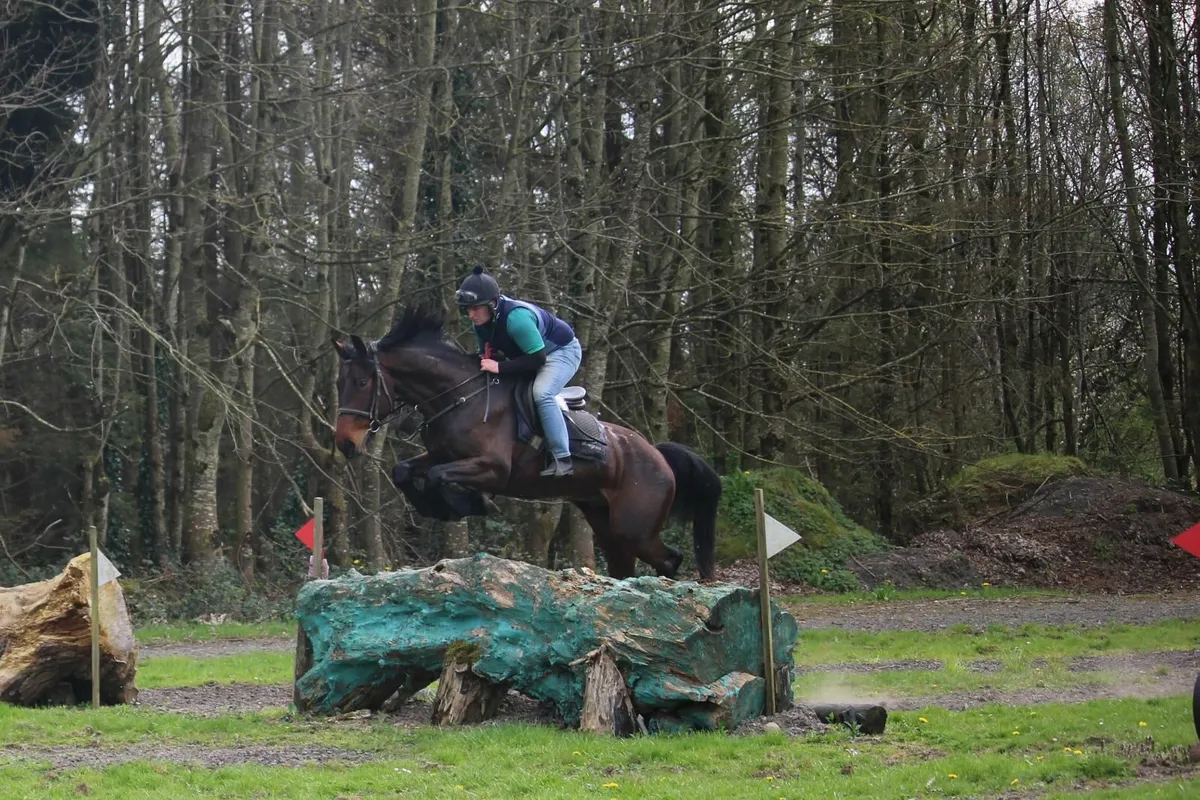 16.1h Bay hunter - Image 1