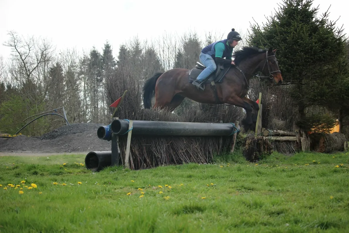 16.1h Bay hunter - Image 4