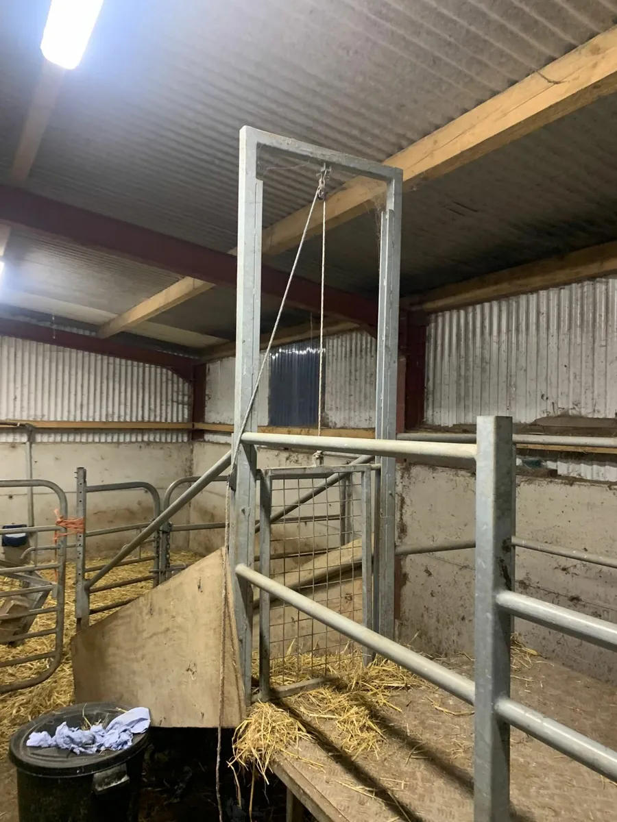 Goat milking parlour and stand - Image 3