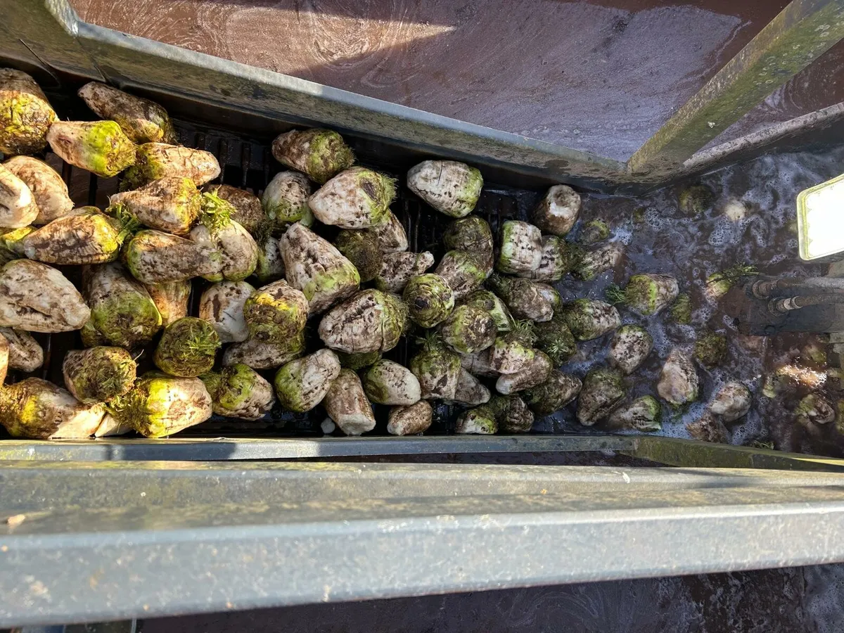 Washed/washed and chopped beet - Image 2