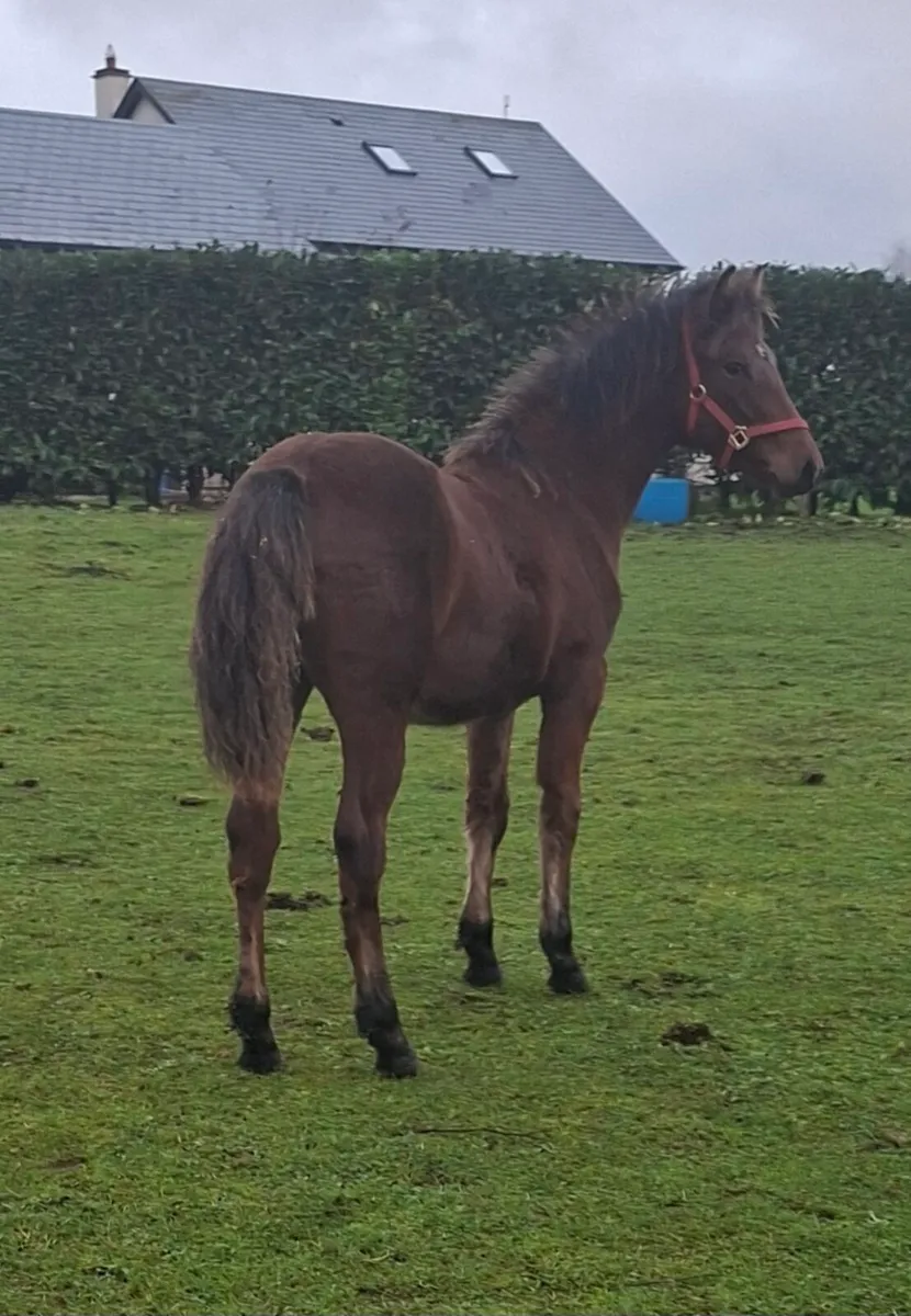 Connemara yearling filly - Image 1