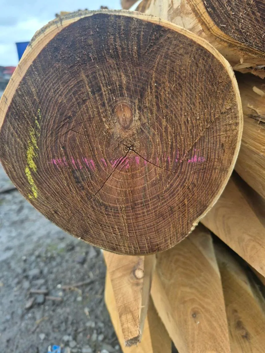 Robinia Hardwood Fencing Posts - Image 3